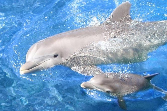 Swim with Dolphins Semi Private Speedboat Sea Tour - Hurghada - Why the $55 price can work well