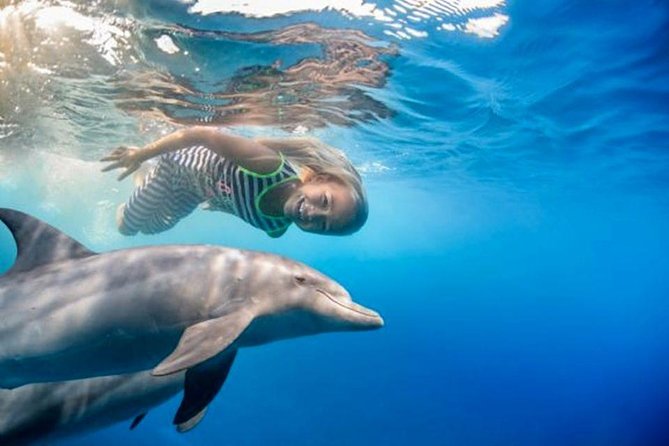 Swim with Dolphins Semi Private Speedboat Sea Tour - Hurghada - Leaving Hurghada at 8:00 am