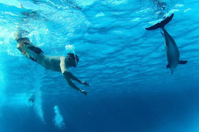 Swim with Dolphins Semi Private Speedboat Sea Tour - Hurghada - Snorkeling at two Red Sea sites