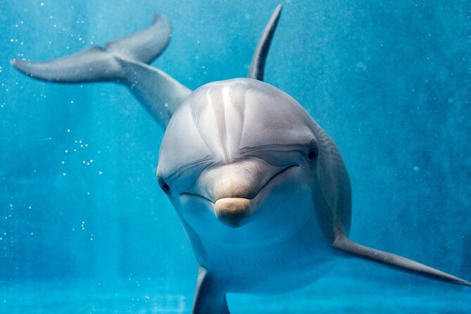 Swim with Dolphins Semi Private Speedboat Sea Tour - Hurghada - Speedboat thrills and possible water sports