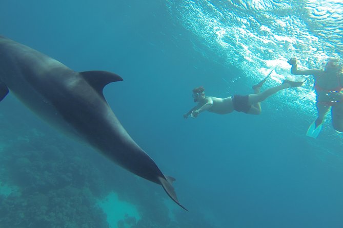 Swim with Dolphins Semi Private Speedboat Sea Tour - Hurghada - Food, drinks, and what to confirm