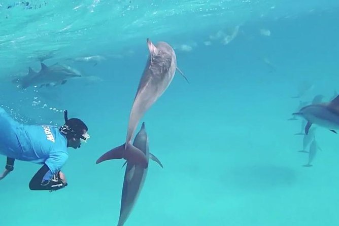 Swim with Dolphins Semi Private Speedboat Sea Tour - Hurghada - How the small-group setup changes the day