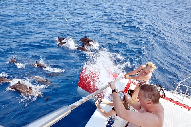 Swim with Dolphins Semi Private Speedboat Sea Tour - Hurghada - Dolphin House and the reality of wild animals