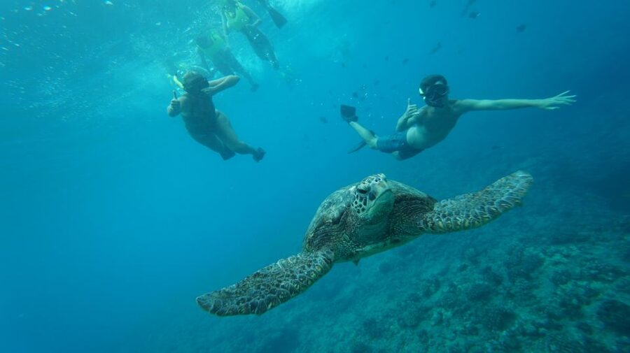 Swim with Wild Dolphins Oahu Speedboat Snorkeling Adventure! - Key points to know before booking