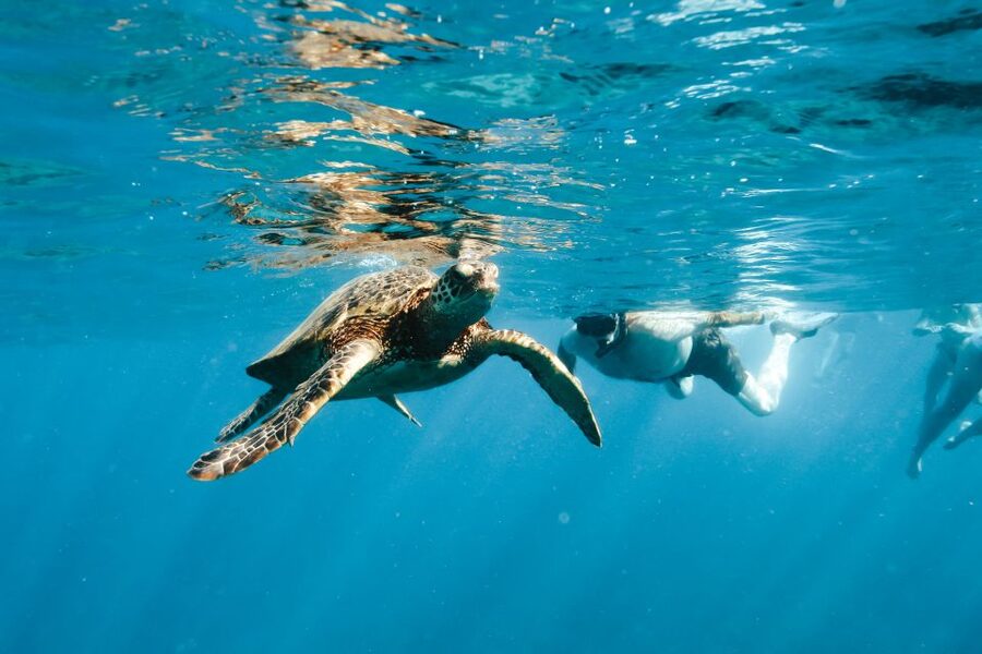 Swim with Wild Dolphins Oahu Speedboat Snorkeling Adventure! - Should you book the Dolphin Warrior?