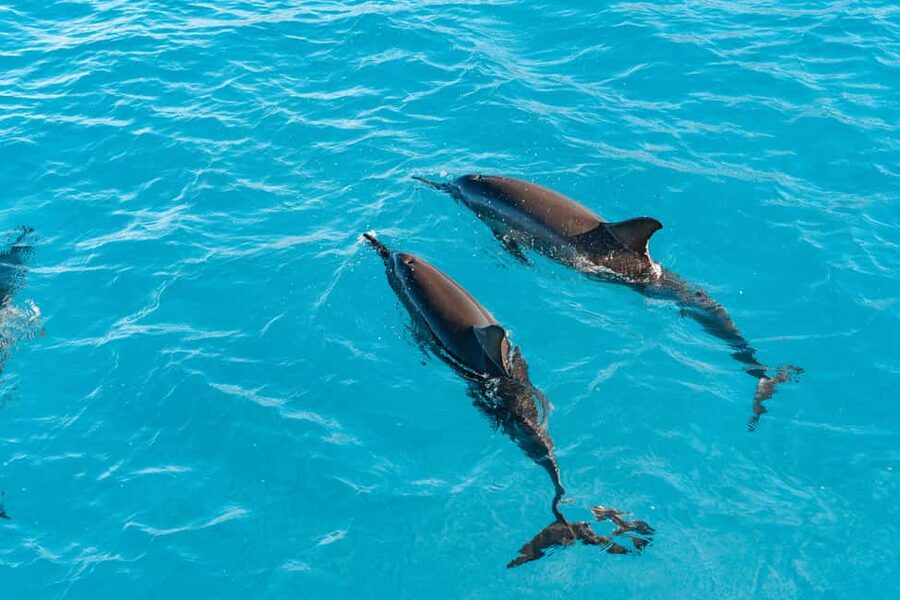 Swim with Wild Dolphins Oahu Speedboat Snorkeling Adventure! - Makaha Reef brings turtles and colorful fish