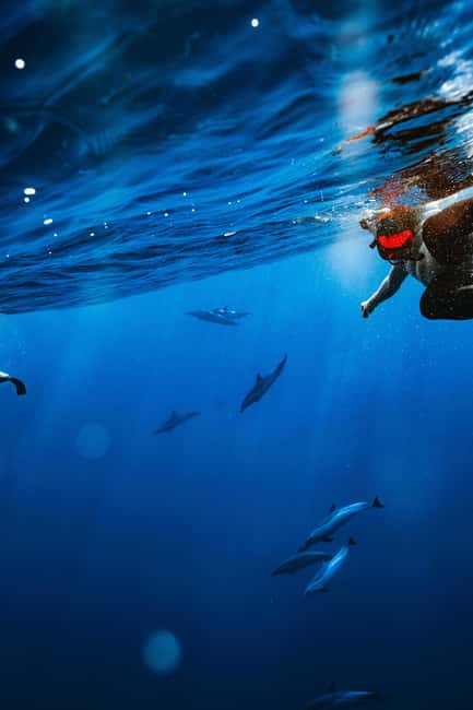 Swim with Wild Dolphins Oahu Speedboat Snorkeling Adventure! - Lunch is practical, not fancy