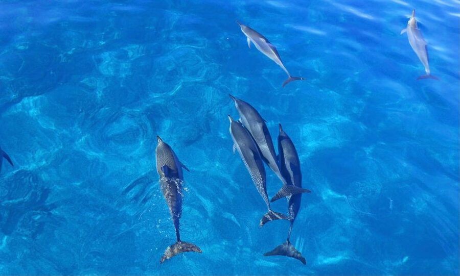 Swim with Wild Dolphins Oahu Speedboat Snorkeling Adventure! - The crew matters when the pace picks up