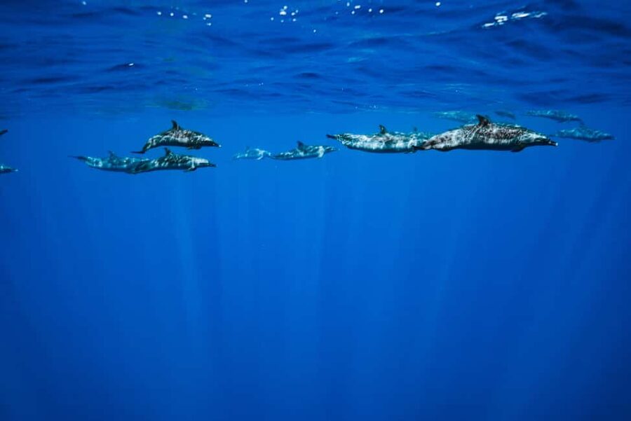 Swim with Wild Dolphins Oahu Speedboat Snorkeling Adventure! - Who will enjoy this trip most