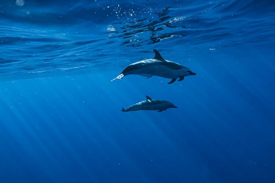 Swim with Wild Dolphins Oahu Speedboat Snorkeling Adventure! - What to pack for a smoother morning