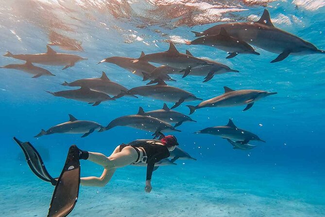 Swimming with Dolphins by Private Speed Boat - Hurghada - Leaving Hurghada Marina at 8:00 am
