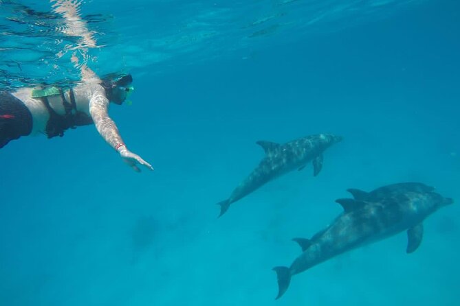 Swimming with Dolphins by Private Speed Boat - Hurghada - Timing, comfort, and what to bring