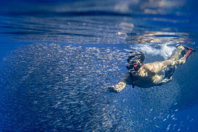 Swimming with Wild Dolphins Speedboat Adventure on Oahu - Snorkeling near Makaha with turtles and reef life