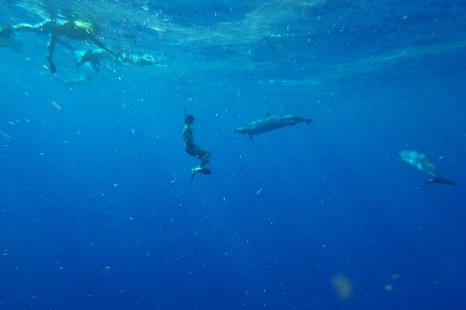 Swimming with Wild Dolphins Speedboat Adventure on Oahu - A simple lunch on the boat