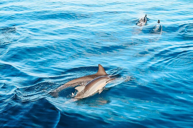 Swimming with Wild Dolphins Speedboat Adventure on Oahu - Is $199 a fair price?