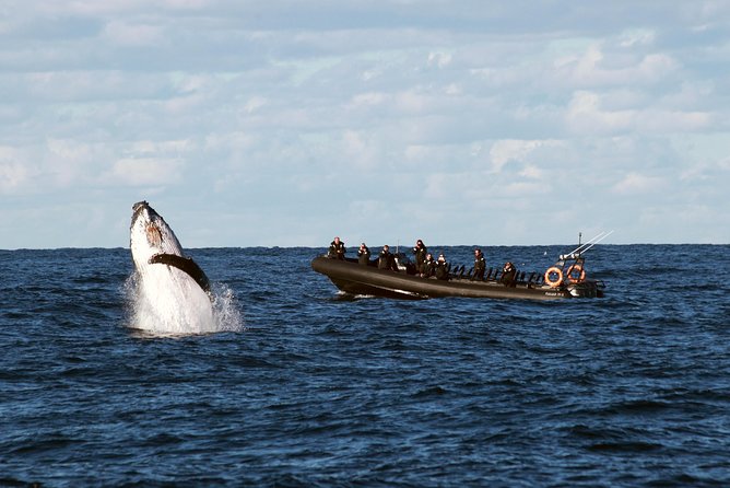 Sydney Whale-Watching by Speed Boat - Key points at a glance