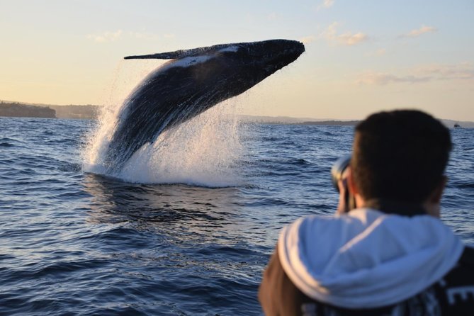 Sydney Whale-Watching by Speed Boat - From Circular Quay to the open ocean