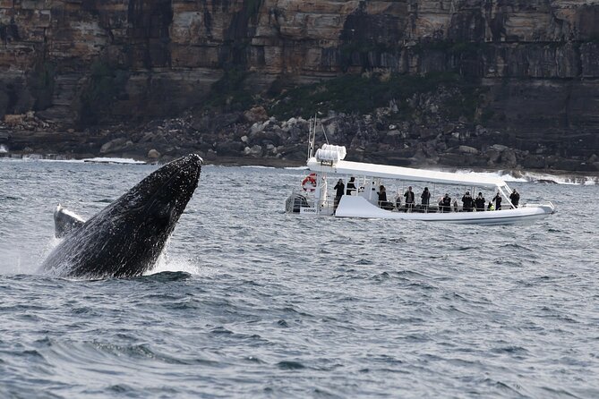Sydney Whale-Watching by Speed Boat - Searching for humpback whales in the Tasman Sea