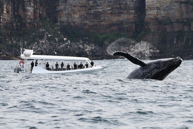Sydney Whale-Watching by Speed Boat - What the two hours feel like