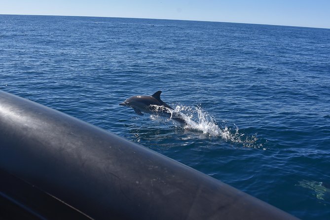 Sydney Whale-Watching by Speed Boat - Is $92.52 fair for this trip?