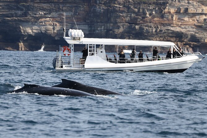 Sydney Whale-Watching by Speed Boat - When to book, and what to wear