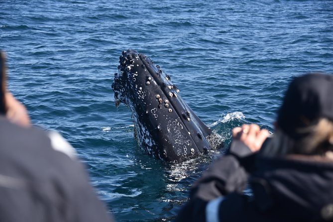 Sydney Whale-Watching by Speed Boat - Cancellations and rough-weather decisions