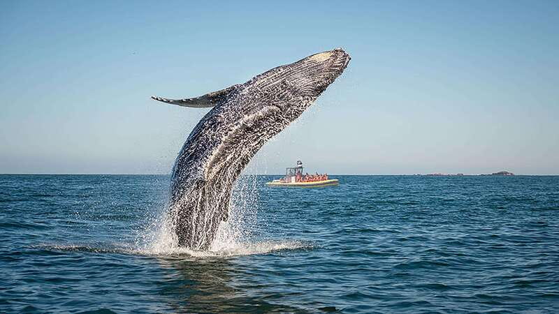 Tadoussac/Charlevoix: Whale Watching Zodiac Tour - Five things to know before boarding