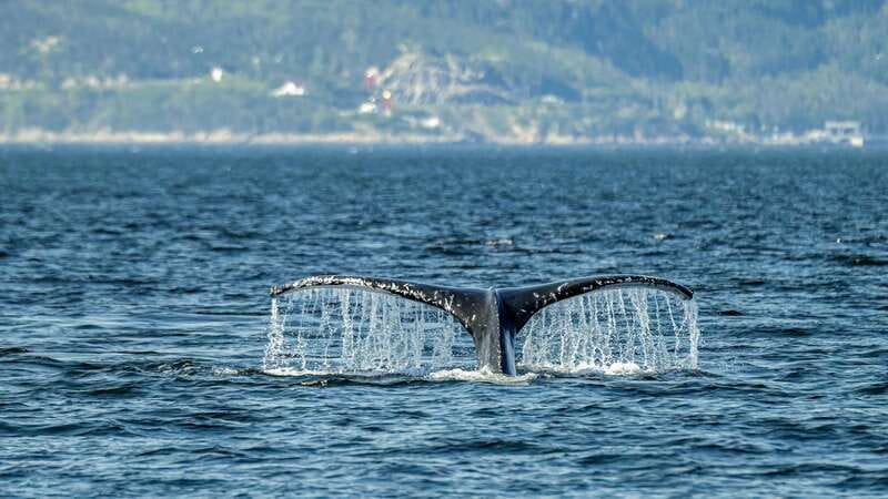 Tadoussac/Charlevoix: Whale Watching Zodiac Tour - What the two to two-and-a-half hours actually include