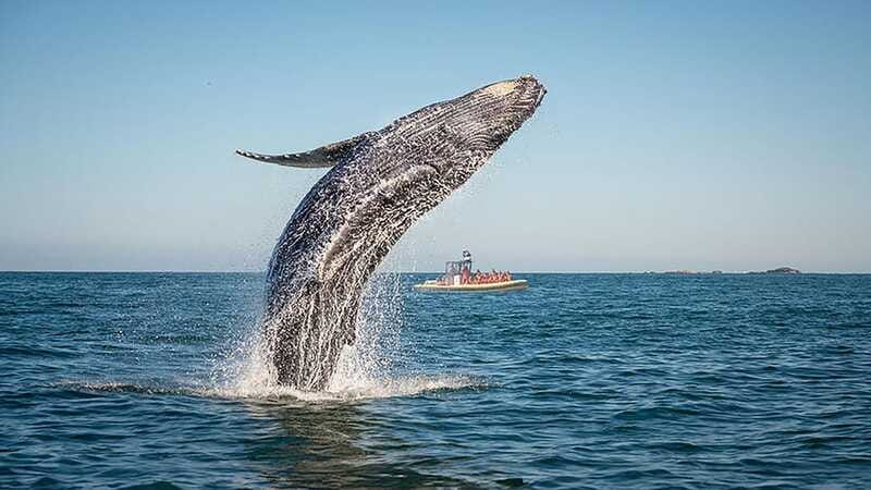 Tadoussac/Charlevoix: Whale Watching Zodiac Tour - The guides and the value of the commentary
