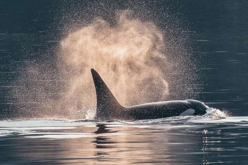 Telegraph Cove: 3-Hour Whale Watching Tour in a Zodiac Boat - Starting beside Telegraph Cove’s historic boardwalk