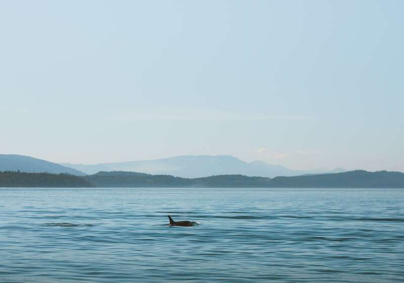 Telegraph Cove: 3-Hour Whale Watching Tour in a Zodiac Boat - Leaving the cove in search of whales