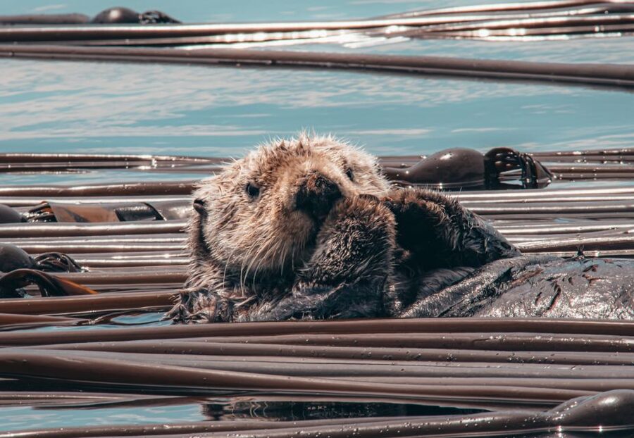 Telegraph Cove: 3-Hour Whale Watching Tour in a Zodiac Boat - The wildlife you may see around northern Vancouver Island