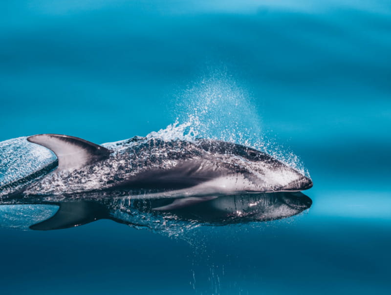 Telegraph Cove: 3-Hour Whale Watching Tour in a Zodiac Boat - What respectful whale watching really means