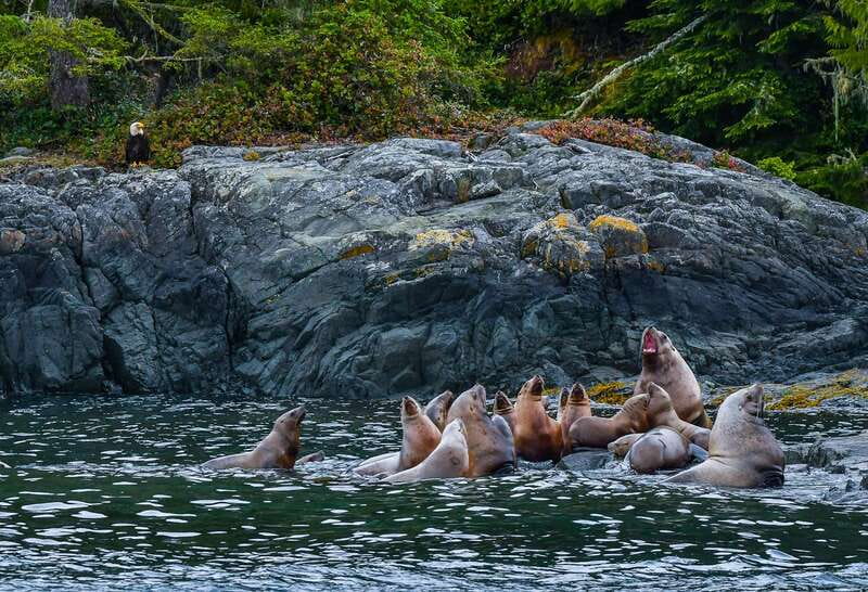 Telegraph Cove: 3-Hour Whale Watching Tour in a Zodiac Boat - Who will enjoy this tour most