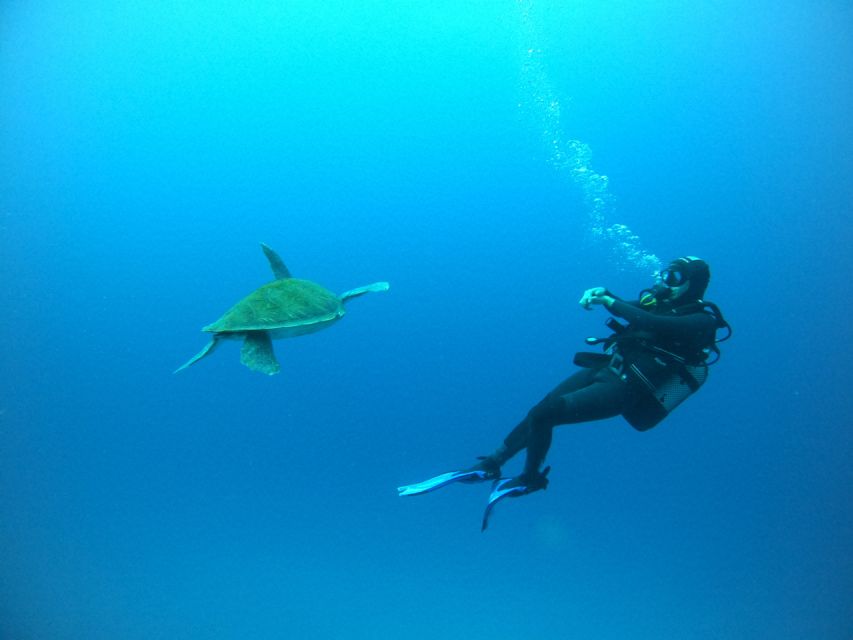 Tenerife: Puerto Colon Certified Scuba Dive by Speed Boat - Key points to know before booking