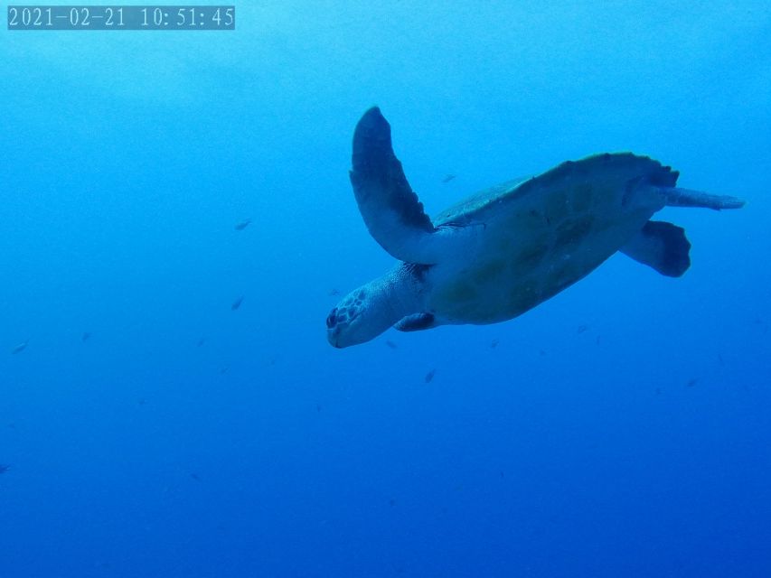 Tenerife: Puerto Colon Certified Scuba Dive by Speed Boat - Puerto Colón is the launch point
