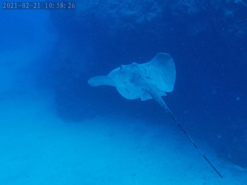 Tenerife: Puerto Colon Certified Scuba Dive by Speed Boat - The speedboat ride covers 5 to 25 minutes