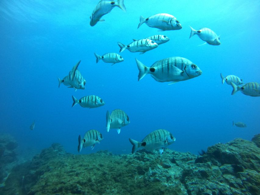 Tenerife: Puerto Colon Certified Scuba Dive by Speed Boat - One hour underwater, with the site chosen for the day