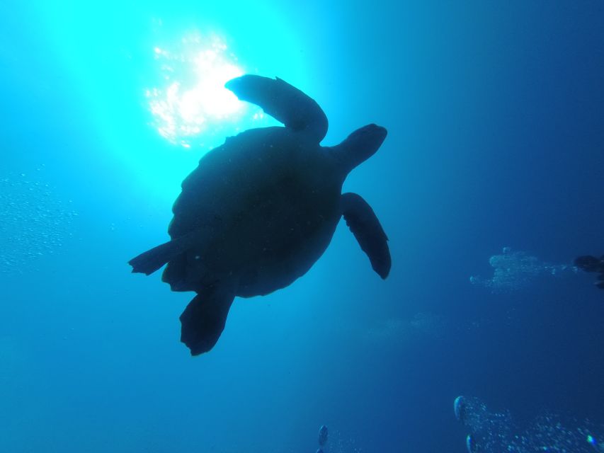 Tenerife: Puerto Colon Certified Scuba Dive by Speed Boat - The return trip includes a proper equipment check
