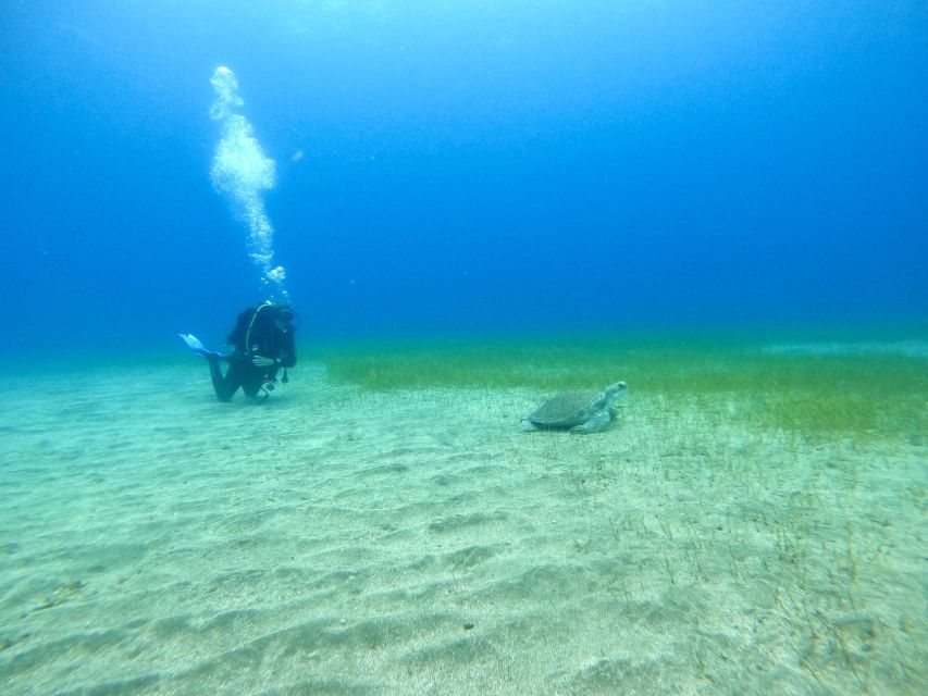 Tenerife: Puerto Colon Certified Scuba Dive by Speed Boat - Who will get the most from this outing