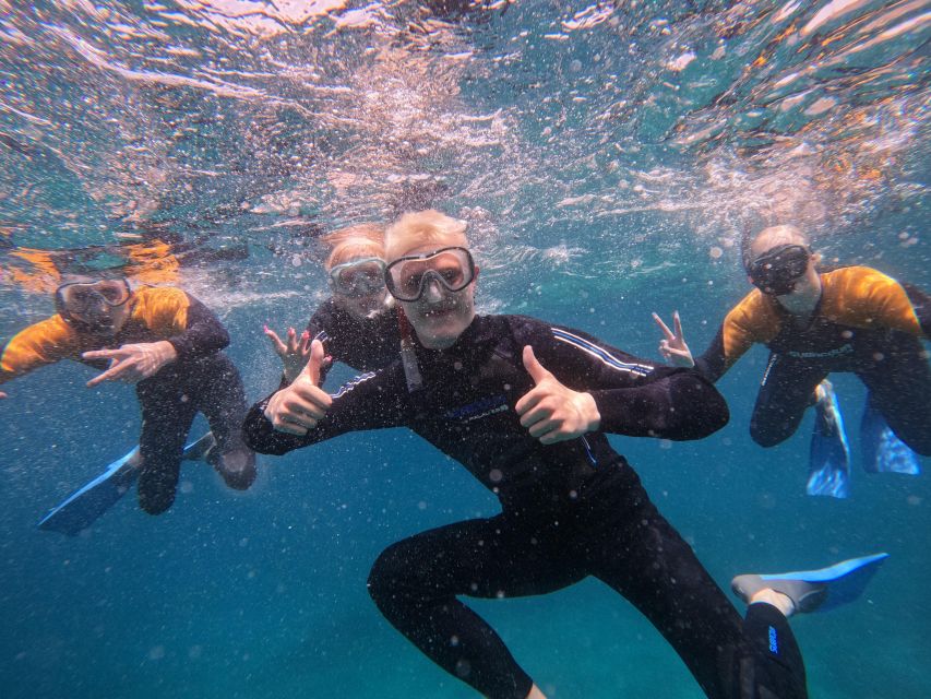 Tenerife: Puerto Colon Snorkel Safari by Speed Boat - Key points to know before you book