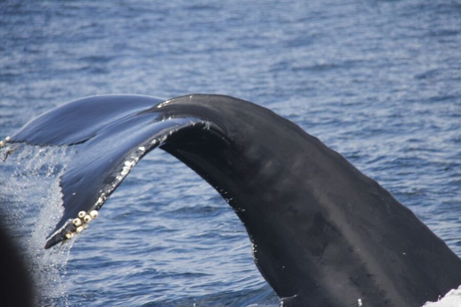 Terceira: Whale and Dolphin Watching in a Zodiac Boat - Key points before you book