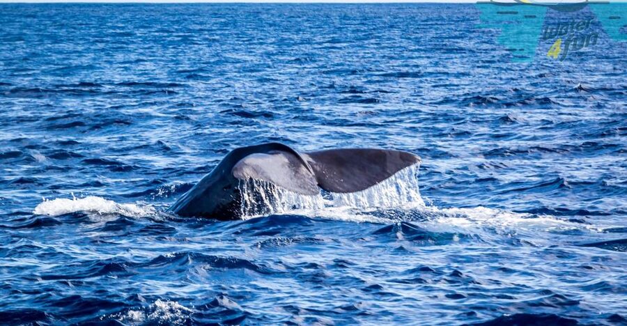 Terceira: Whale and Dolphin Watching in a Zodiac Boat - Leaving Marina de Angra do Heroísmo