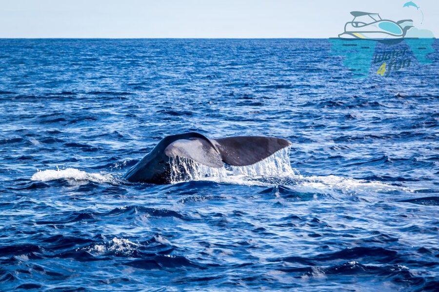 Terceira: Whale and Dolphin Watching in a Zodiac Boat - Meeting dolphins in the open Atlantic