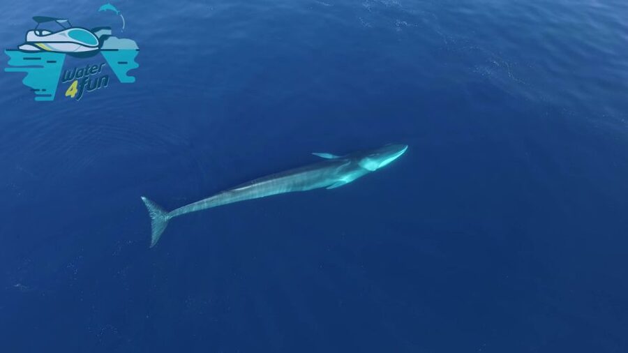 Terceira: Whale and Dolphin Watching in a Zodiac Boat - Searching for sperm whales and larger species