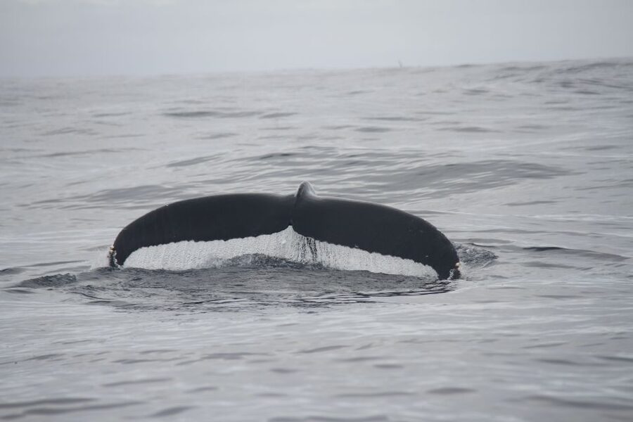 Terceira: Whale and Dolphin Watching in a Zodiac Boat - What the zodiac ride really feels like