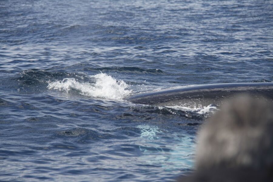 Terceira: Whale and Dolphin Watching in a Zodiac Boat - The guide and skipper make the difference