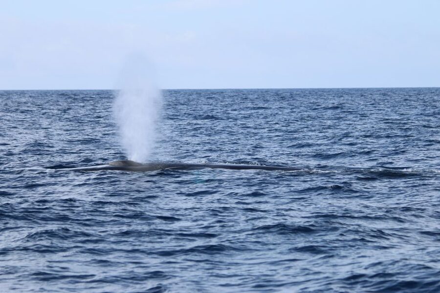 Terceira: Whale and Dolphin Watching in a Zodiac Boat - Is $82 a fair price?