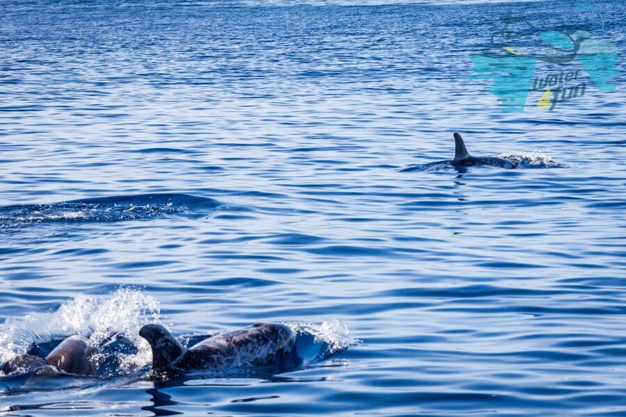 Terceira: Whale and Dolphin Watching in a Zodiac Boat - Who should book this Terceira boat trip?
