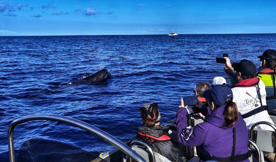 Terceira: Whale and Dolphin Watching in a Zodiac Boat - How the Monte Brasil spotter changes the search